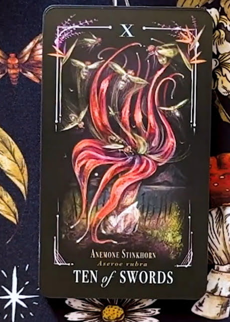 Midnight Magic: A Tarot Deck of Mushrooms